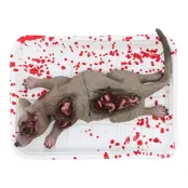 Blodig Råtta på Fat